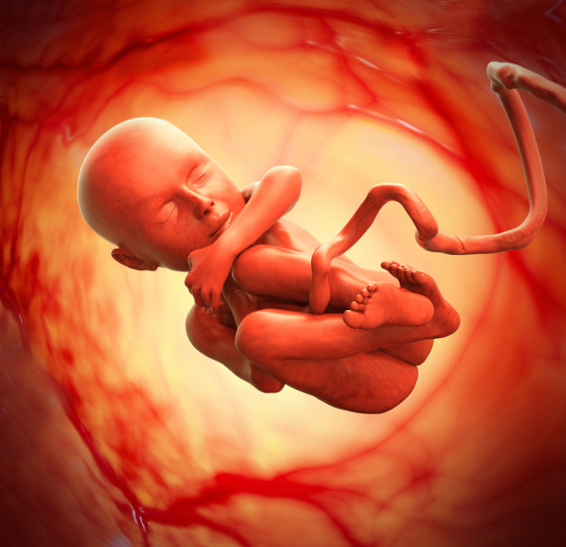 fœtus évolution bébé